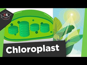 Chloroplast - Chloroplast structure and function - Photosynthesis - Chloroplasts explained simply!