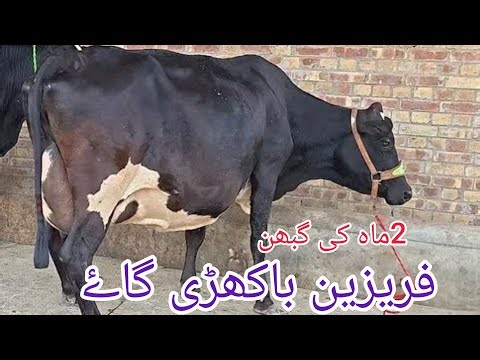 جرسی چولستانی باکھڑی گاۓ برائے فروخت ان پاکستان اینڈ یوٹیوب 21/1/2026#03055692351