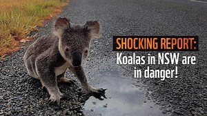 910 reactions · 349 shares | Koalas in NSW are in crisis. They’re losing their homes to excessive tree-clearing and if we don’t act soon, koalas could be extinct in NSW as early as 2050. Due to weakened laws, tree-clearing has tripled in the past two years, resulting in the destruction of the homes of more than 240 native species. Will you take a stand for koalas and other wildlife? #SaveKoalas | WWF-Australia | Facebook