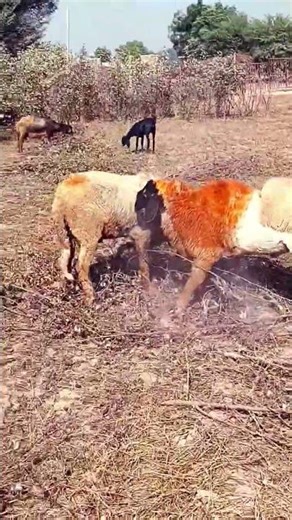 #big male sheep 🐏 fight# full angry movements# shots#