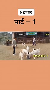 84K views · 1.6K reactions | #goatfarming #farming #sojatgoatfarm #goathusbandry #animals #bakrifarming #goatfarm #goatbusiness | Explore WITH GP | Facebook