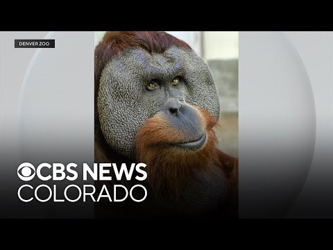Denver Zoo announces death of orangutan "Berani" who had kidney disease