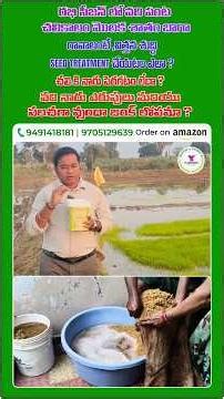 #రభి సీజన్,చలికాలం వరి లోనారు ఎరుపులు జింక్ లోపం #paddy zinc deficiency #paddy seed treatment #Rice