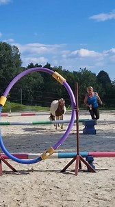 AGILITY!!!! Pferde gegen Hund!!! Wer wird gewinnen? Ihr seit alle eingeladen den spannenden Wettkampf mitzuverfolgen 🤣🙈 Wird wieder ein bisschen crazy 🤪🤣 | Crazy Showhorses
