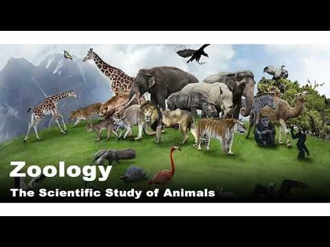 Introduction of zoology