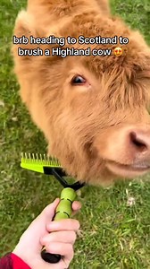 This is your sign to travel to Scotland! 🥹🏴󠁧󠁢󠁳󠁣󠁴 #scotland #scottish #highlandcow #Coosday #scottishhighlands 📍 @Visit Moray Speyside 📷 IG/birkenbraehighlands | I Love My Scotland