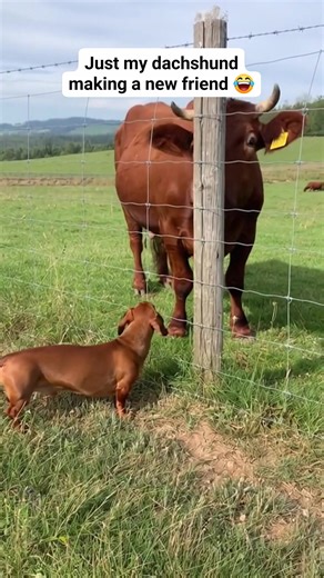 How do you think your dog would react to a cow? 😂 #dachshund #sausagedogcentral | Sausage Dog Central
