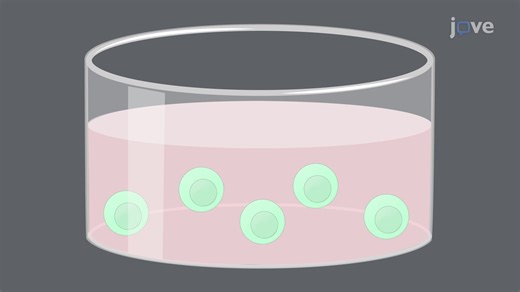 视频: 用于 T 细胞基因编辑的 CRISPR-Cas9 技术 - 实验