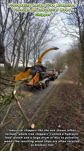 Processing Large Tree Branches Through An Industrial Wood Chipper