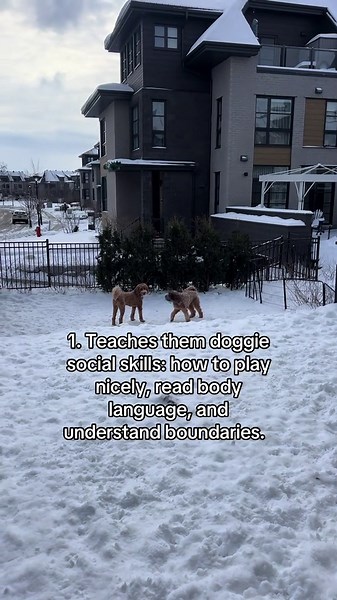 Why Socializing with Other Dogs Is Essential for Your Dog’s Well-Being