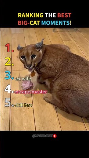 Ranking the best big cat moments! 🐯#shorts #trending