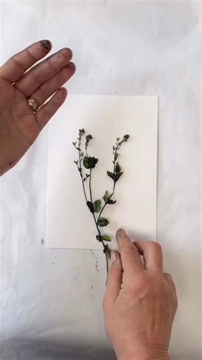 3.4K views · 341 reactions | I love the folklore around Speedwell...