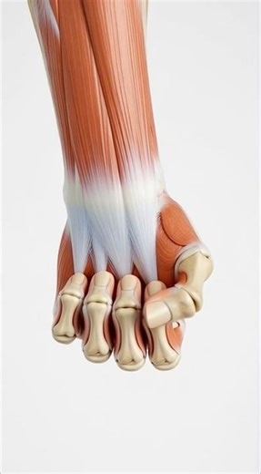 Hand muscles #anatomy #3dmedico