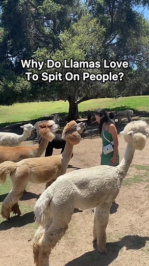 Why Do Llamas Spit at People? Understanding Their Behavior