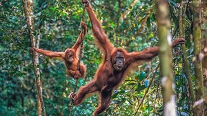 Art Wolfe's latest book captures images of the wildest places and animals on our planet