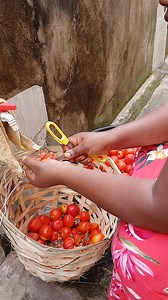 Let process another basket of tomatoes #tomatoes | Juliet Okeke