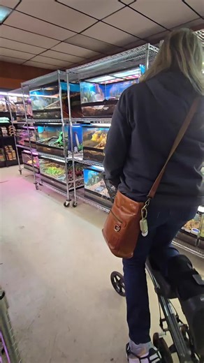 Adopting a Jackson's Chameleon at Wild Cargo