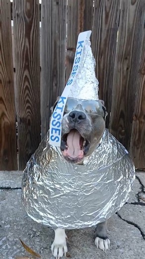 Day 27 of 31 Days of Sprockoween #dogreels #SprocketsWorld #fyp #sprocket #funny #pitbull #dog #31daysofhalloween #pitbulllife | Sprocket's World