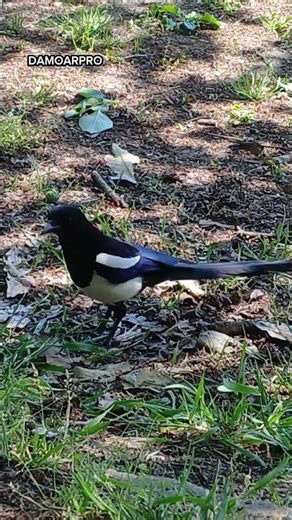 숲속 산책하다 새들과 눈 마주쳤다 🌳👀 | A Peaceful Forest Walk with Birds #koreatravel