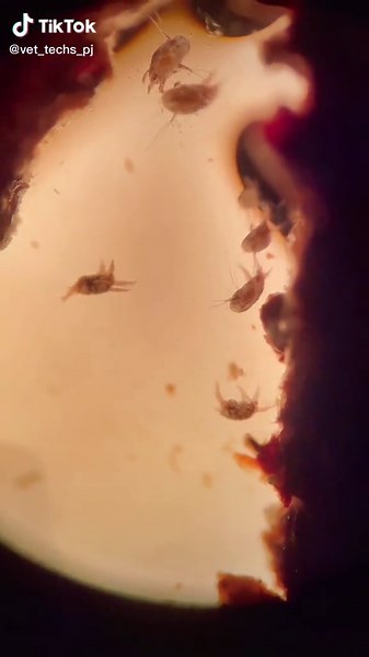 Exploring Ear Mites in Cats Under a Microscope