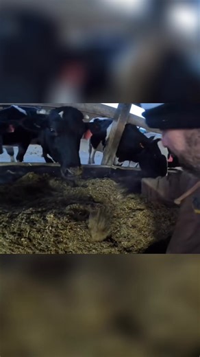 Witness the heartwarming scene of cows relishing fresh feed inside a cozy barn, a welcome respite from the challenges of winter on the farm. See how these animals beat the cold. #FarmLife #WinterOnTheFarm #Cows #AnimalCare | Siegler Dairy Farm