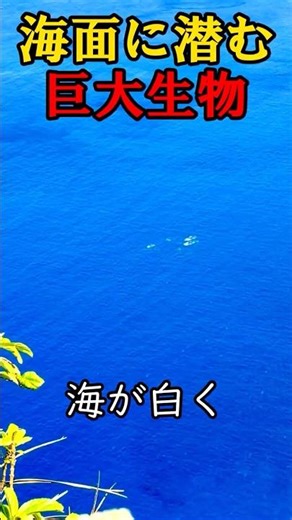 クジラが珍しくない島がヤバすぎた
