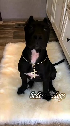 Black Pitbull - Stunning Edit of a Beautiful Black Pitbull