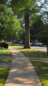 136K views · 7K reactions | Forest Hills  #queens #newyorkcity | New York Today | Facebook