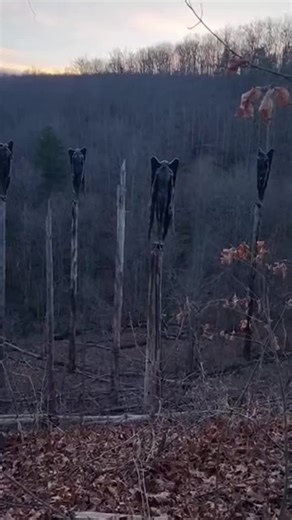 Observando lo Inusual en los Árboles