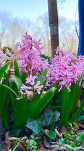 117K views · 9.5K reactions | Pot them up or Leave in the garden? | Cranery Gardens | Facebook