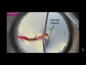 Preparation of polytene chromosome- Part2(1)