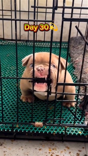 Pitbull Puppy transformation 1 day to 1 year #pitbull #shortsfeed #shorts