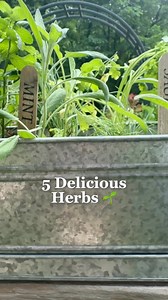 Comment HERBS to get on the waitlist for the Container Herb Garden. This kit has everything you need to grow your own supply of herbs, year-round. Here’s what’s inside: Galvanized Stainless Steel Contauner Wooden Plant Tags Flower and Fruit Snips Herb Scissors My Five Favorite Herb Seeds (Basil, Cilantro, Mint and Sage) ...and my Herb Garden Course too! If you are ready to taste the difference with homegrown herbs, comment HERBS and I’ll send you a DM to get on the waitlist | Gardenary