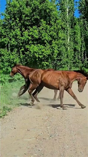 Why Stallions Fight So Aggressively