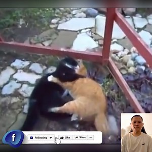 Tough cat fights [Cat's Fight] Cat Fighting #catfighting #catfight #fight #girlfight #femalewrestling #fighting #wrestling #cat #cats #catfights #catsofinstagram #fitness | Cat Sport