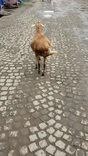 Muste (@muste_22)’s videos with son original - Adele_Tsy