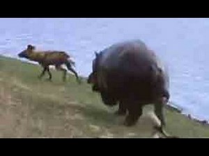 Wild Dogs vs Hippos vs Impala - Latest Sightings