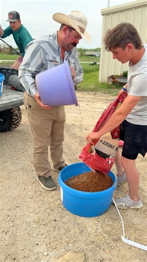 Teamwork makes the dream work! Mixing in dewormer into some feed to put out for the sheep. #Sheep