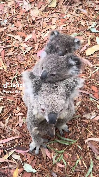 Foster Mum Koala & 3 Joeys!