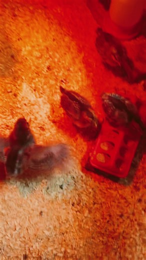 Our baby chicks are learning how to fly!