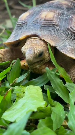 Twig time 😌🐢💚 Twig munching like it’s the best meal he’s ever had. This tiny dude eats with SO much passion. #tortoise #twig #munchmood #tortoiselife #fblifestyle | Leaf and Twig - Tortoise Twins