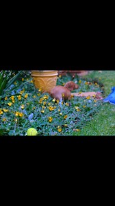 CACIB Kraljevo 2025 Part 1 | Jelena Dog Shows | Facebook