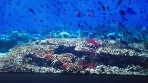 281 reactions · 35 shares | 麗წყალქვეშა სამყარო ორშაბათი, სამშაბათი,...