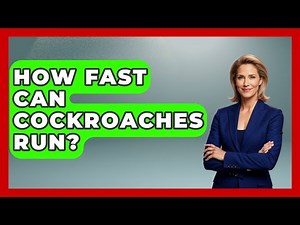 How Fast Can Cockroaches Run? - Insects and Invaders