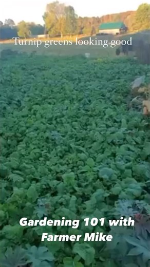 Turnips doing good , we appreciate y’all #farming #gardening #turnips | Gardening 101 with Farmer Mike