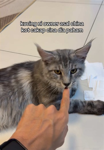 aku pun jem , kucing korang cane