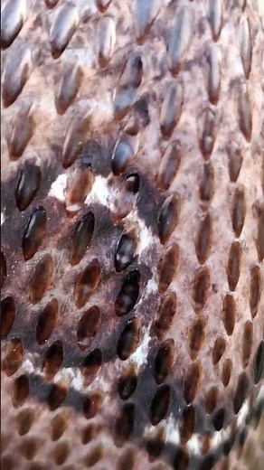 The Spectacled Cobra | Snake Bite | National Geographic | protection snake