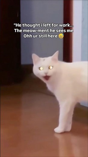 Interesting facts about Khao manee cats