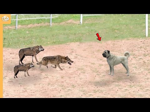 Look What Happened When These Wolves Attacked Kangal!