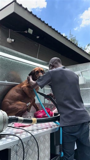 My Rhodesian Ridgeback is so dramatic 😂😂😂💀